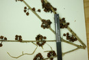 Eugenia piloensis image