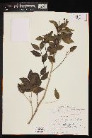 Eugenia pistaciifolia image