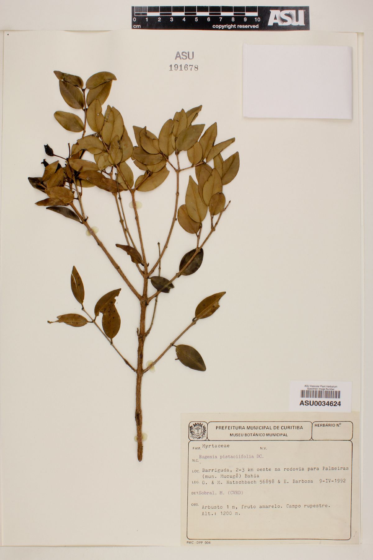 Eugenia pistaciifolia image