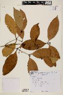 Eugenia platyphylla image