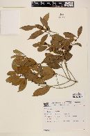 Eugenia platysema image