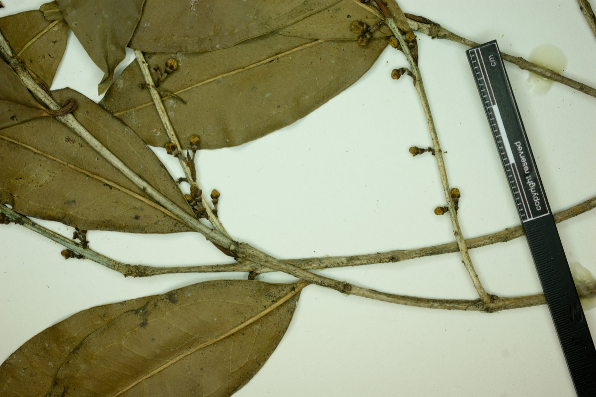 Eugenia platysema image