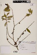 Eugenia pluriflora image