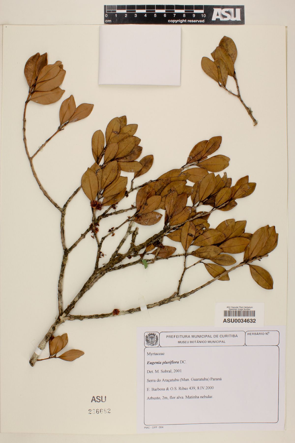 Eugenia pluriflora image