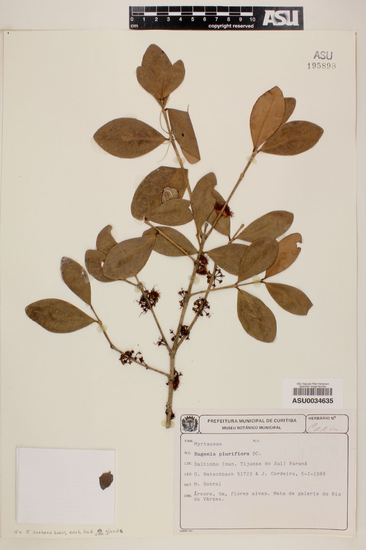 Eugenia pluriflora image