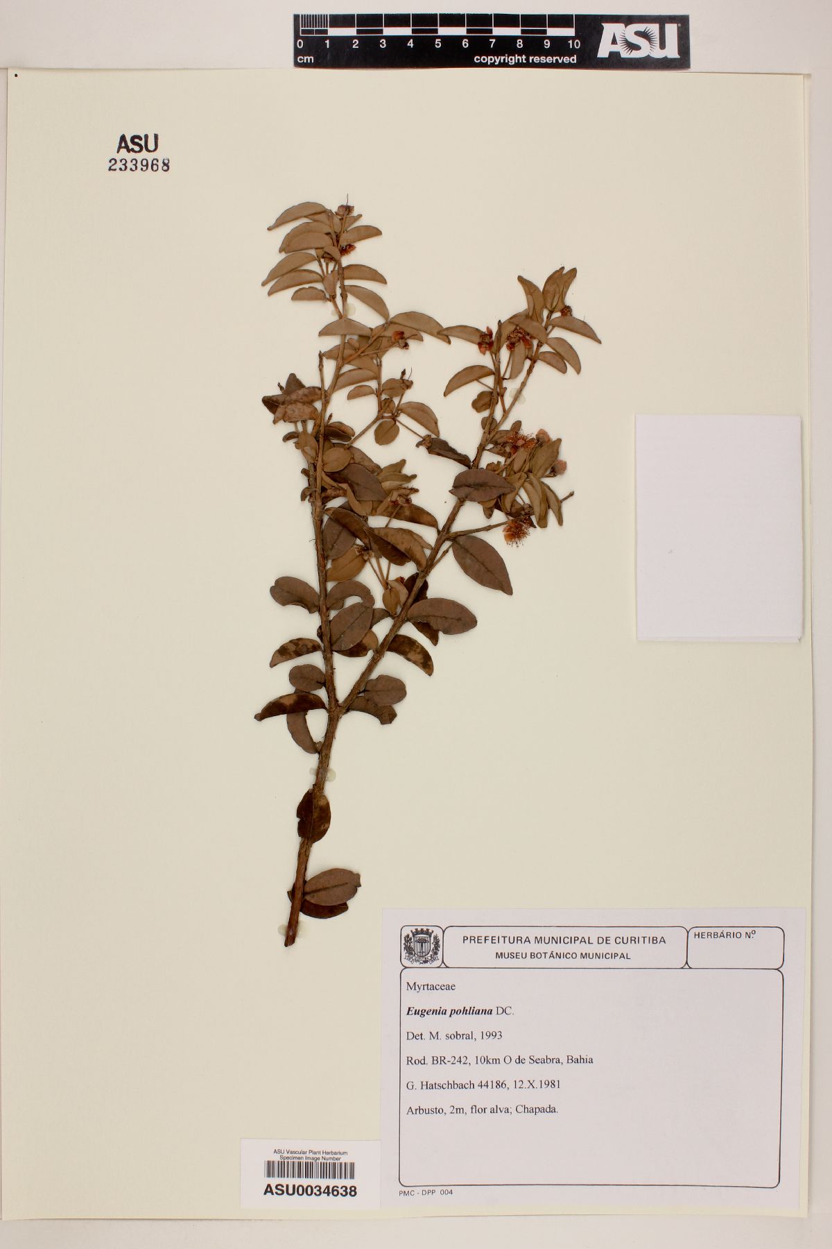 Eugenia pohliana image