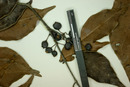 Eugenia protenta image
