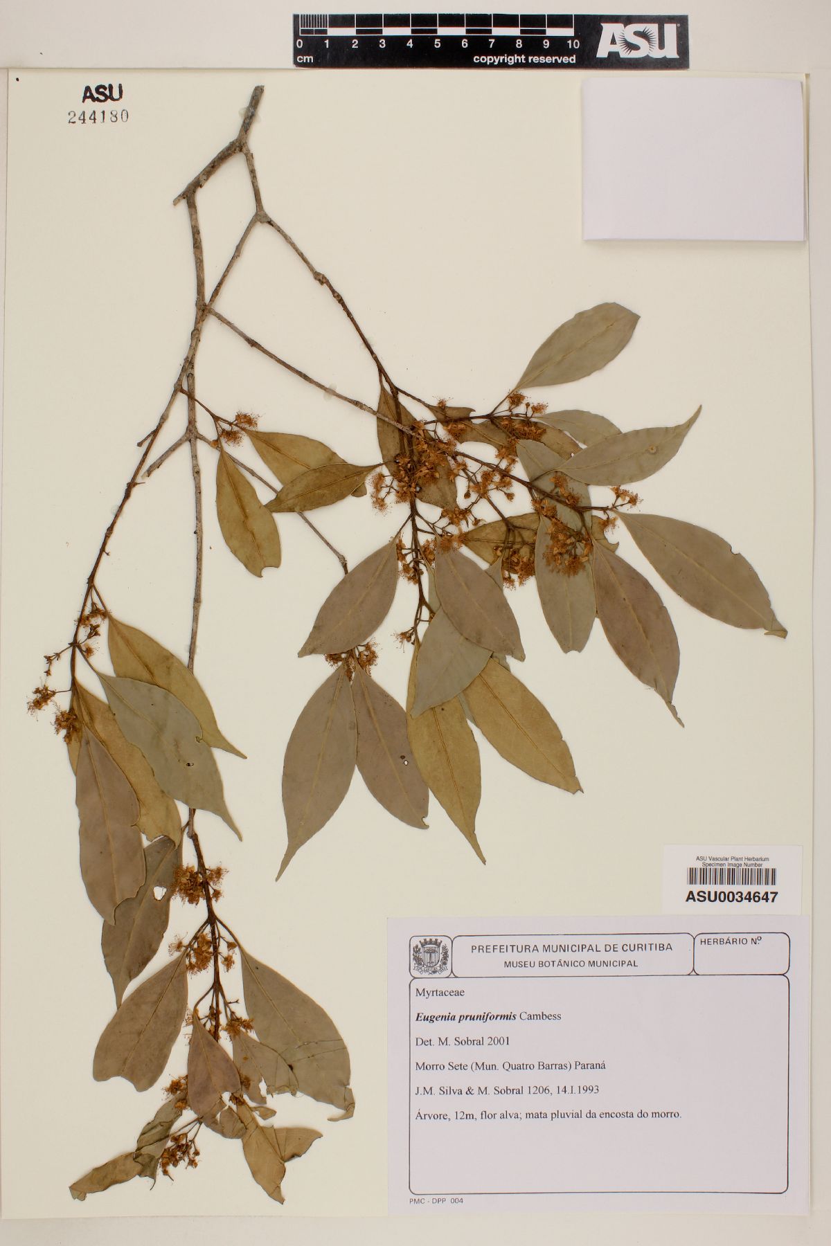 Eugenia pruniformis image