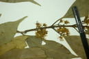 Eugenia pruniformis image