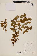 Eugenia punicifolia image