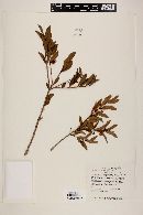 Eugenia punicifolia image