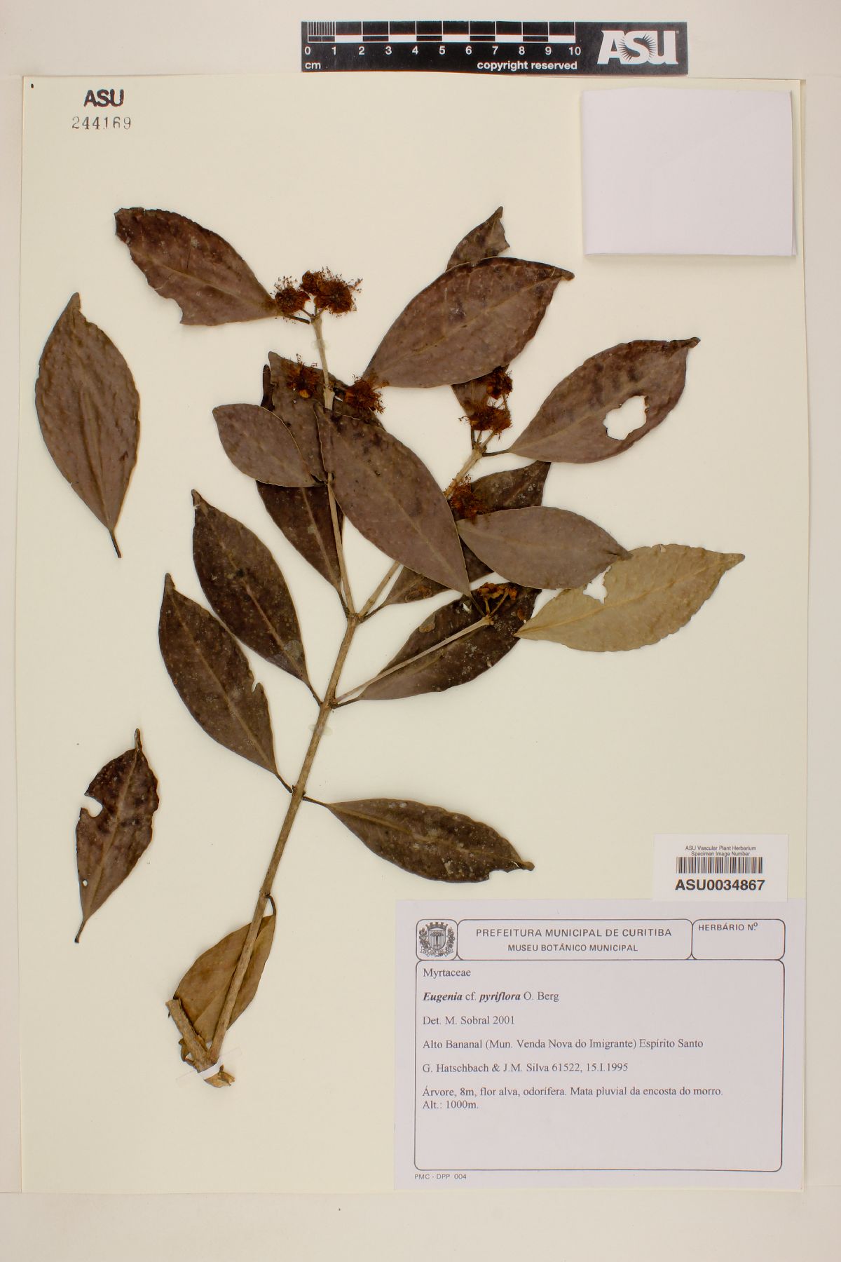 Eugenia pyriflora image