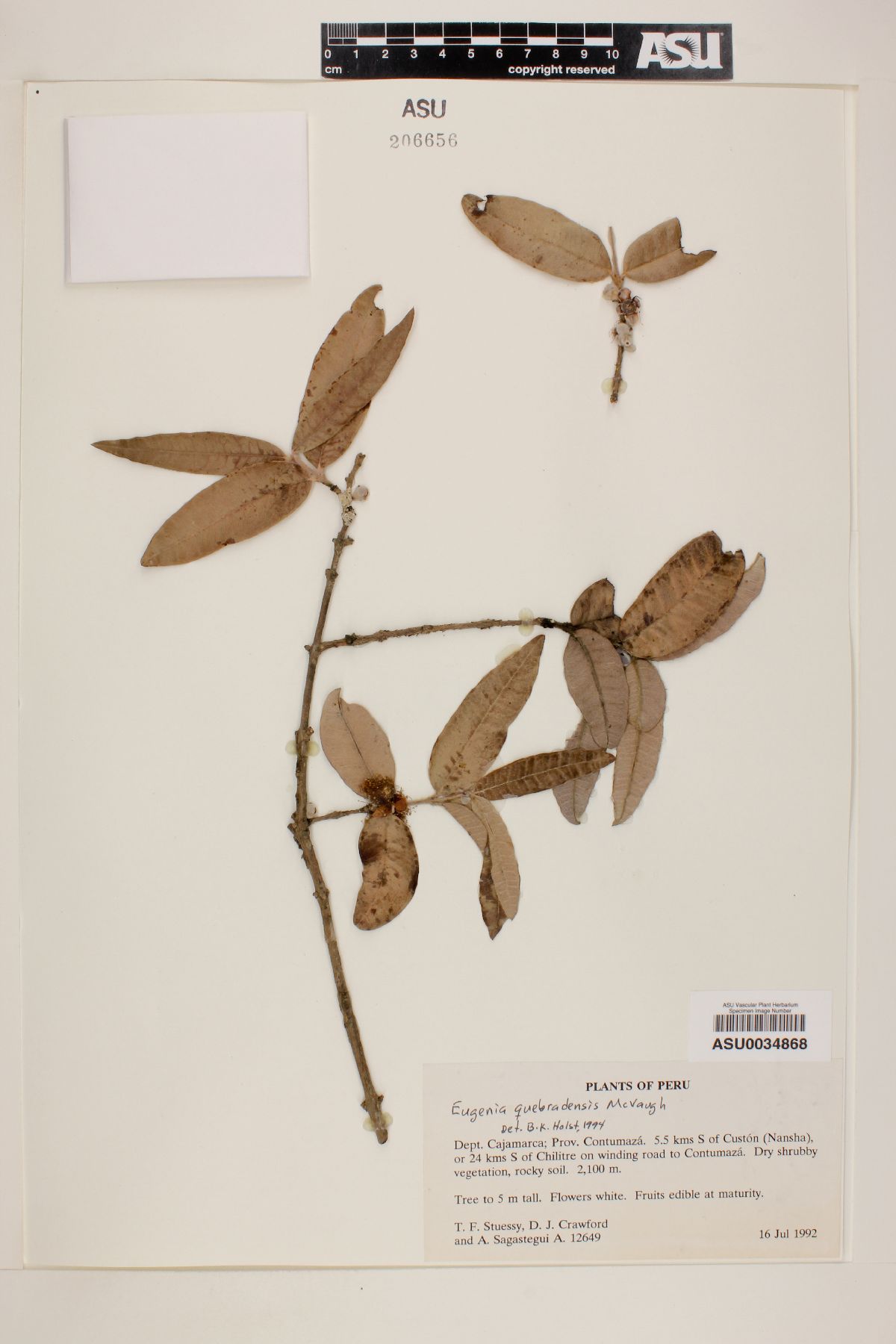 Eugenia quebradensis image