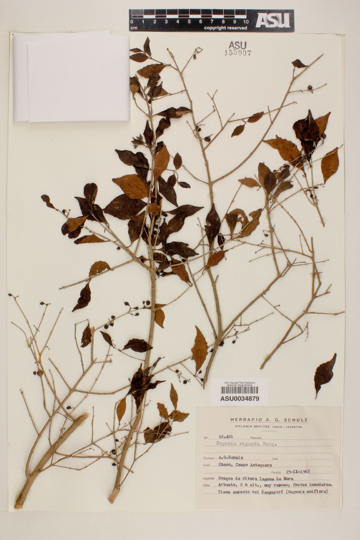 Eugenia repanda image
