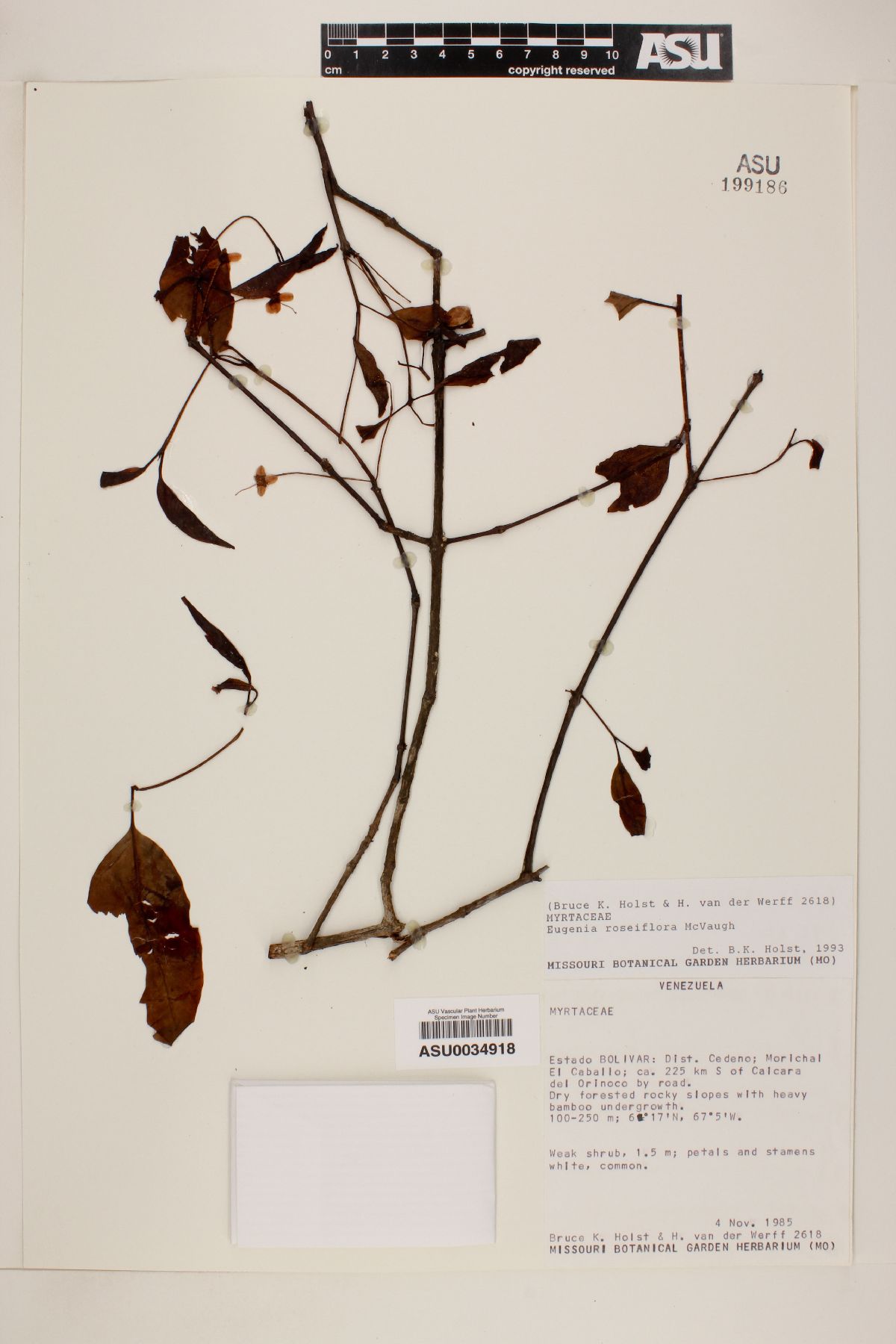 Eugenia roseiflora image