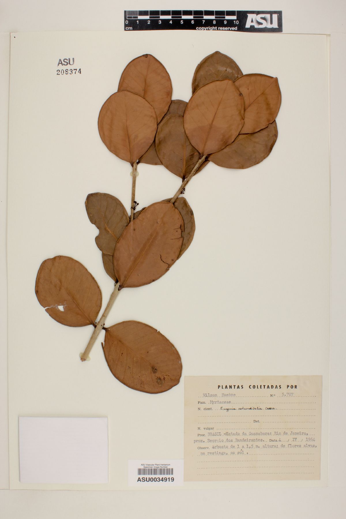 Eugenia rotundifolia image