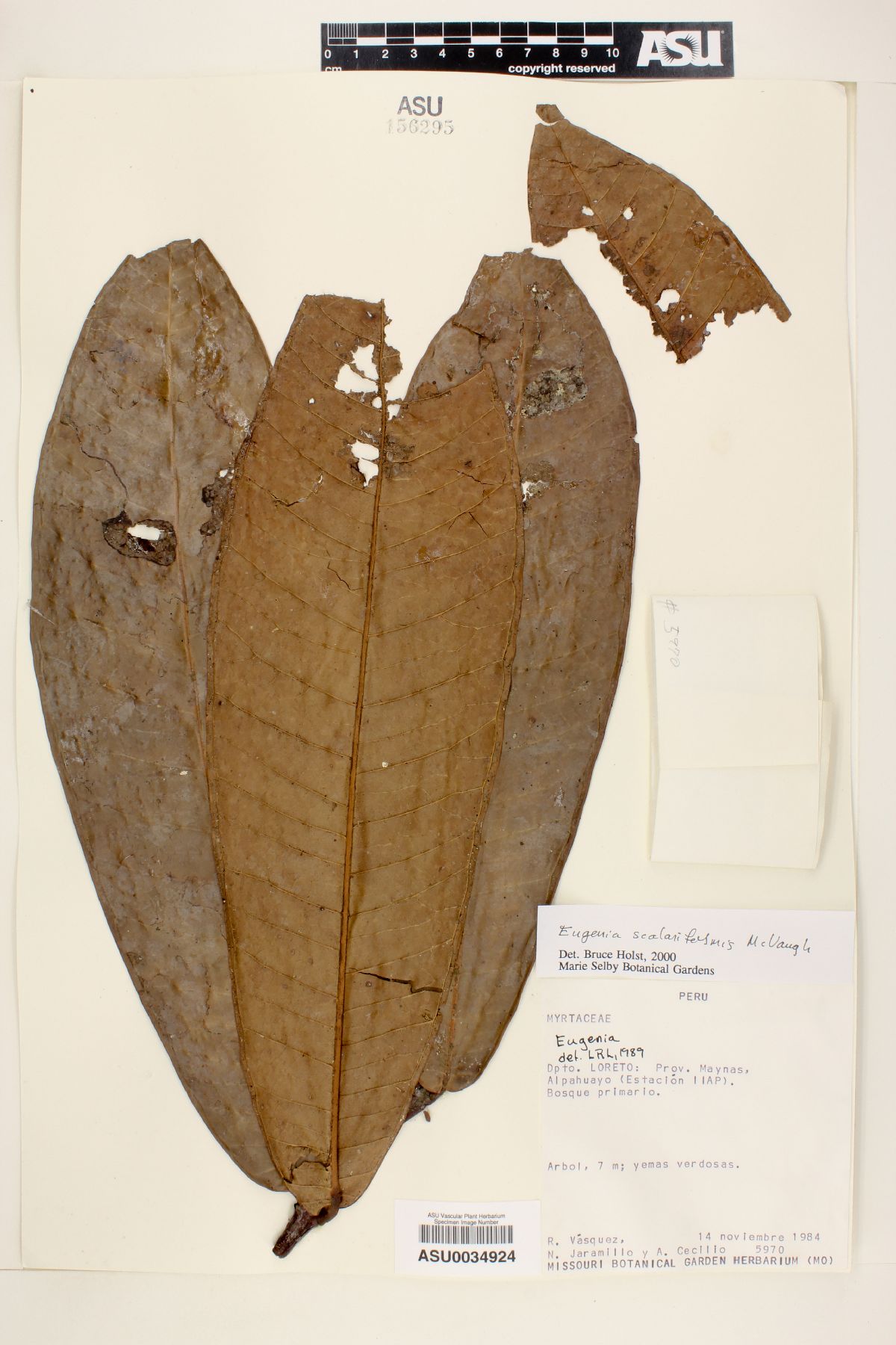 Eugenia scalariformis image