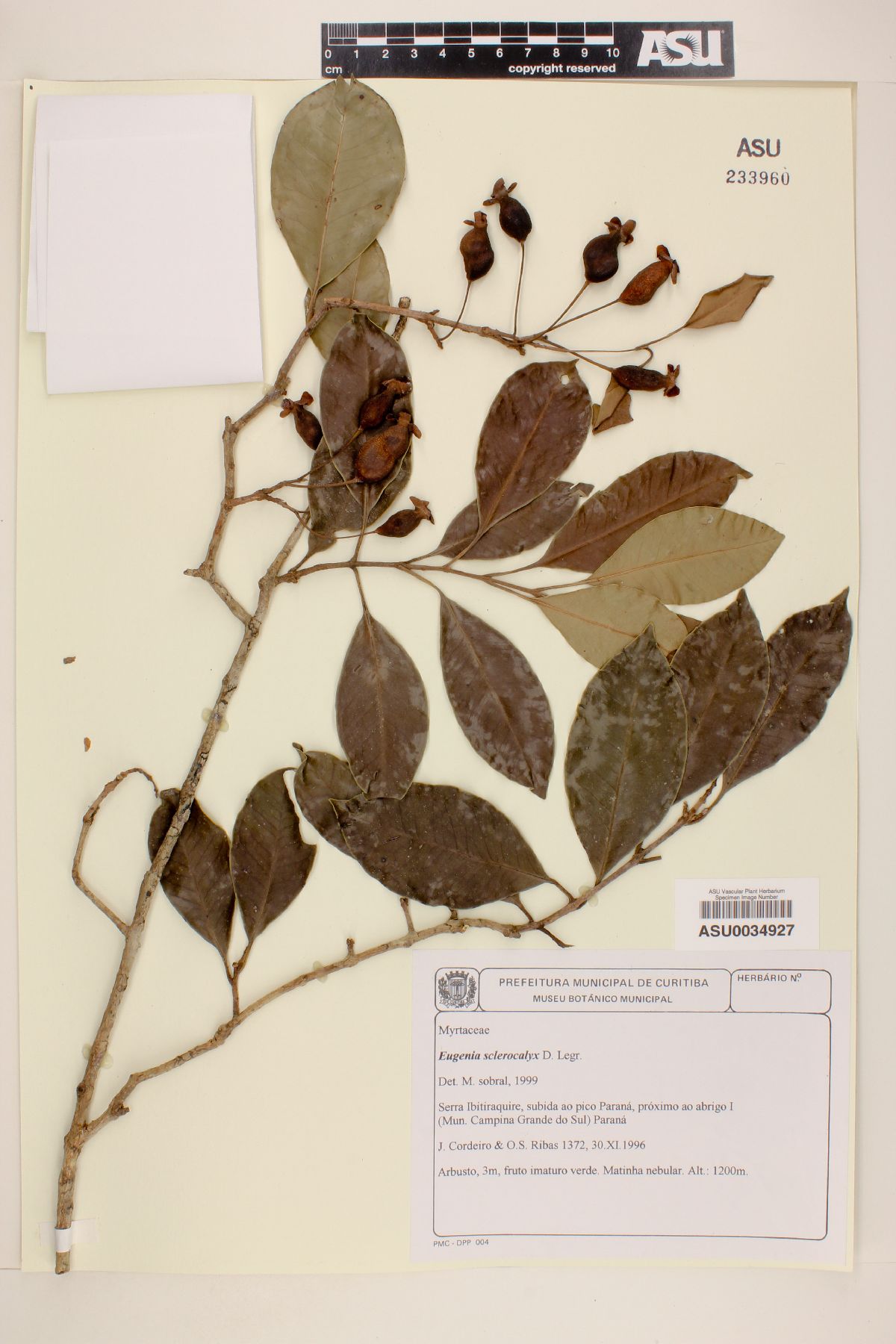 Eugenia sclerocalyx image