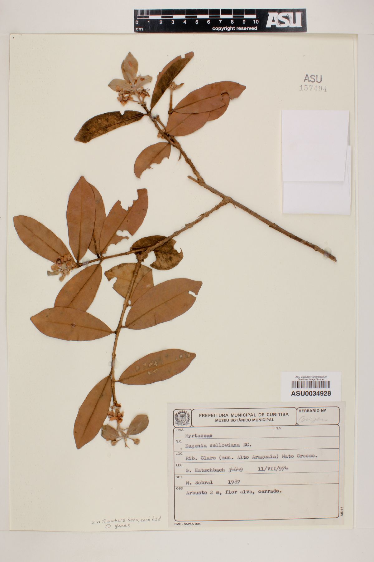 Eugenia sellowiana image