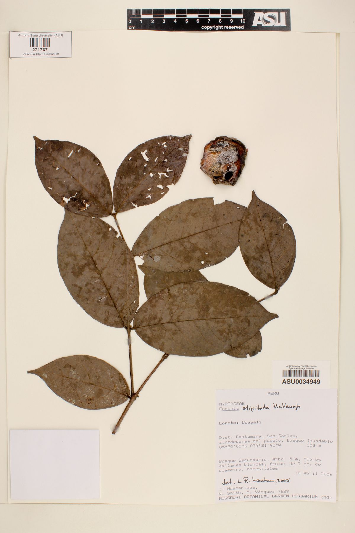 Eugenia stipitata image