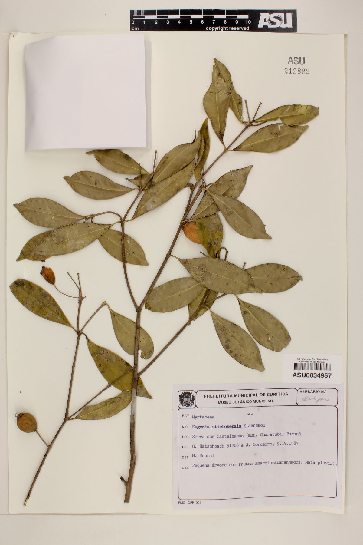 Eugenia stictosepala image