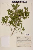 Eugenia sulcata image