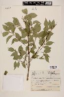 Eugenia sulcata image