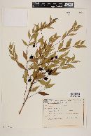 Eugenia sulcata image