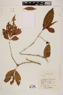 Eugenia tapacumensis image