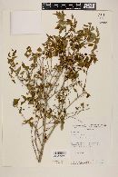 Eugenia uniflora image