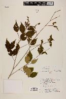 Eugenia uniflora image