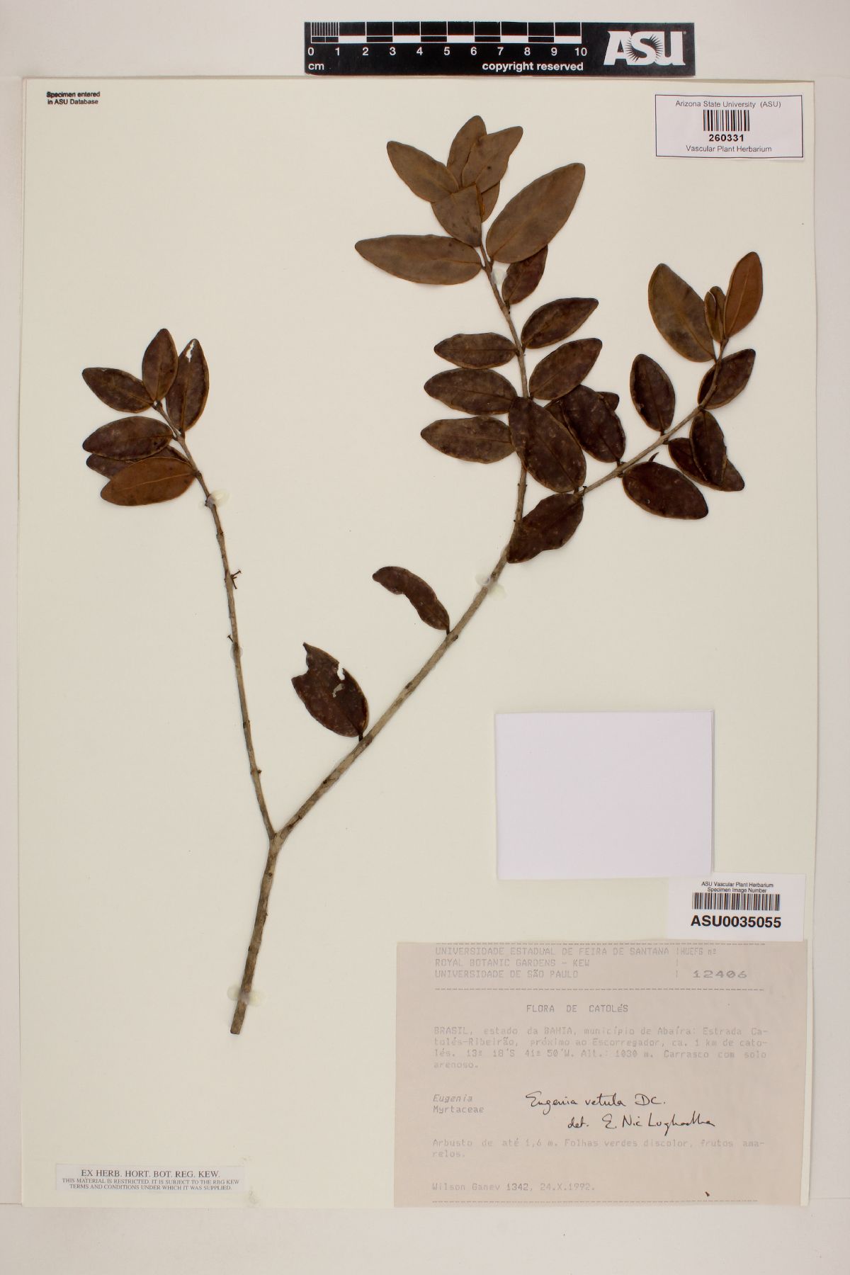 Eugenia vetula image