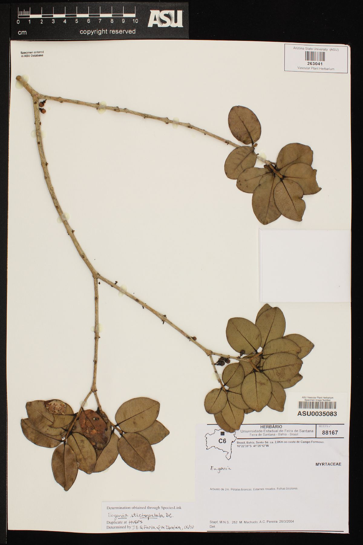 Eugenia stictopetala image