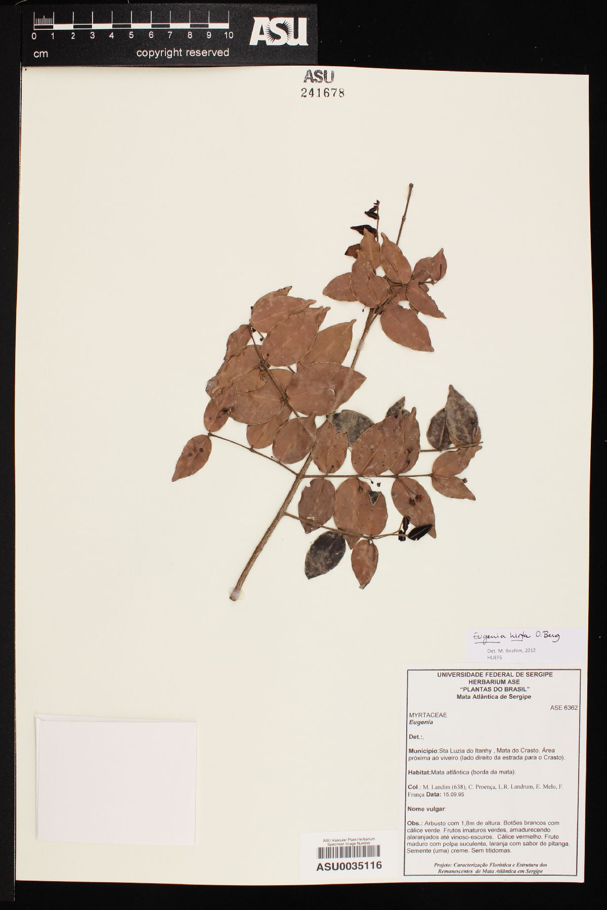 Eugenia hirta image