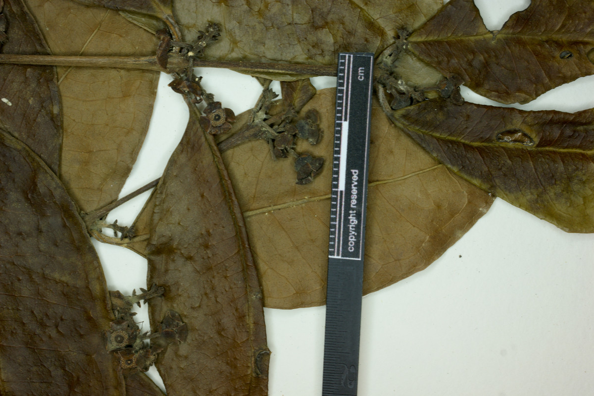 Eugenia brejoensis image