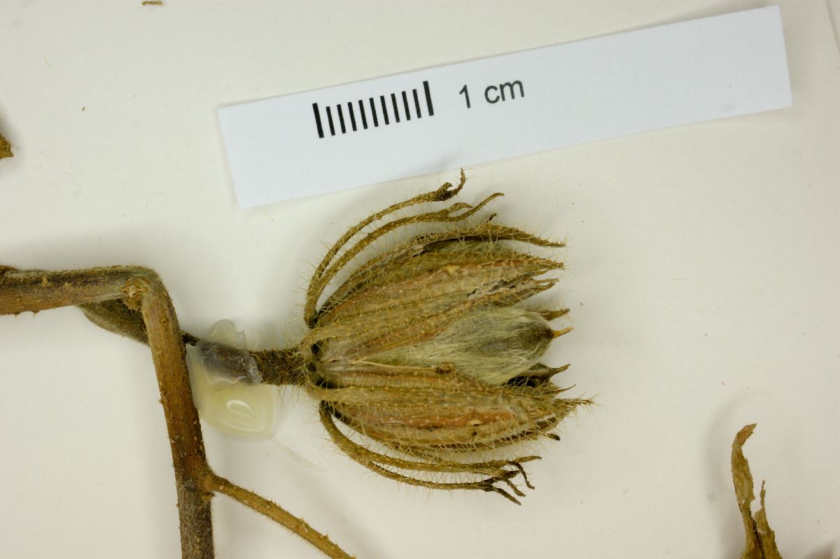 Hibiscus bifurcatus image
