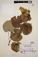 Hibiscus pernambucensis image