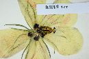 Hibiscus acicularis image