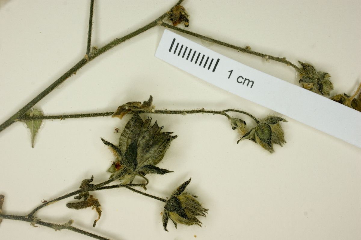 Abutilon andrieuxii image