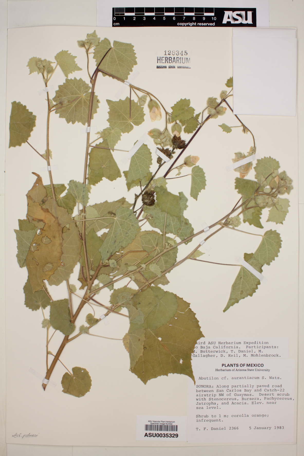 Abutilon aurantiacum image