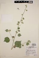 Abutilon palmeri image