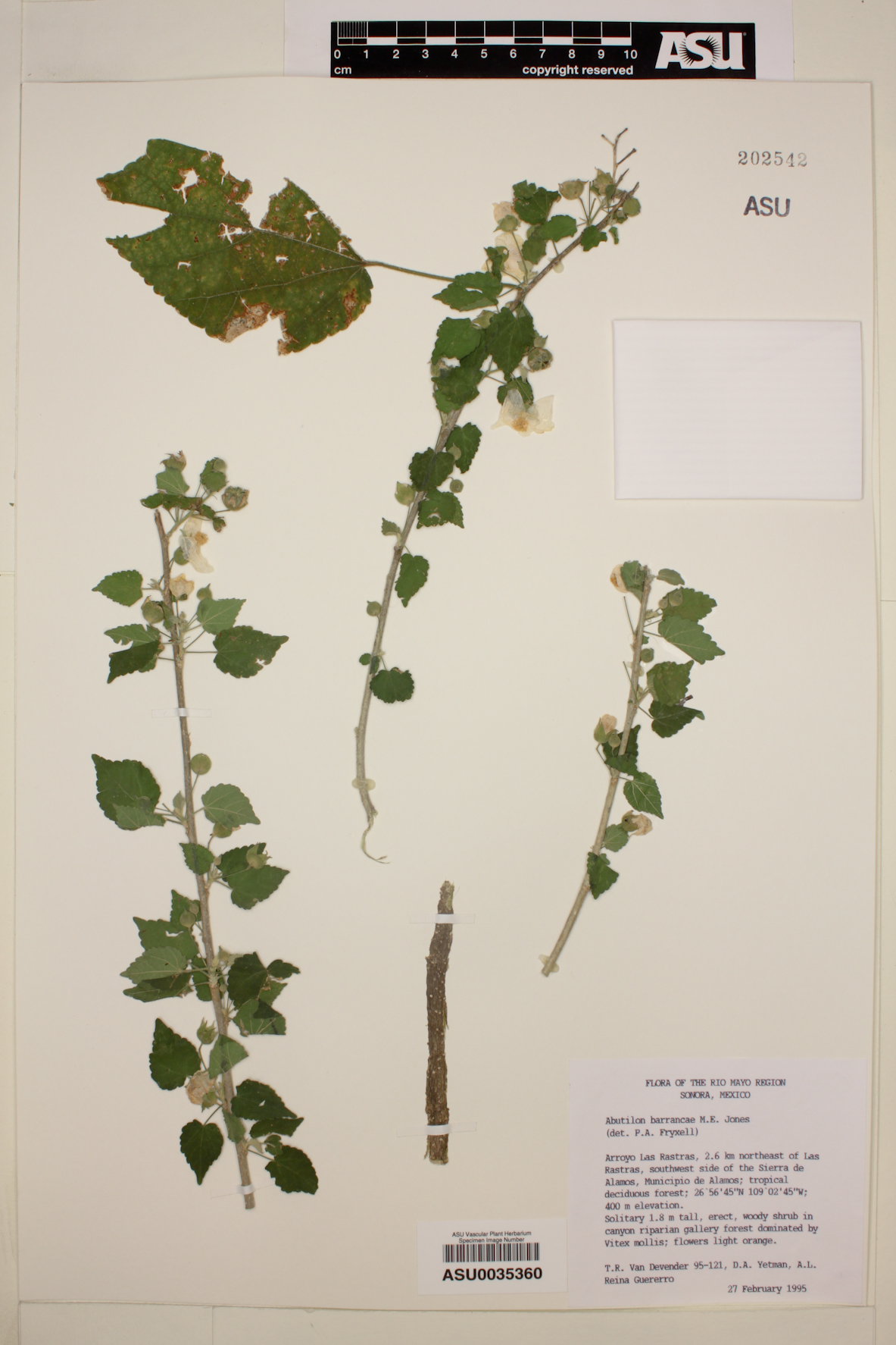 Abutilon barrancae image