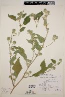 Abutilon californicum image