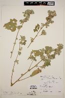 Abutilon californicum image