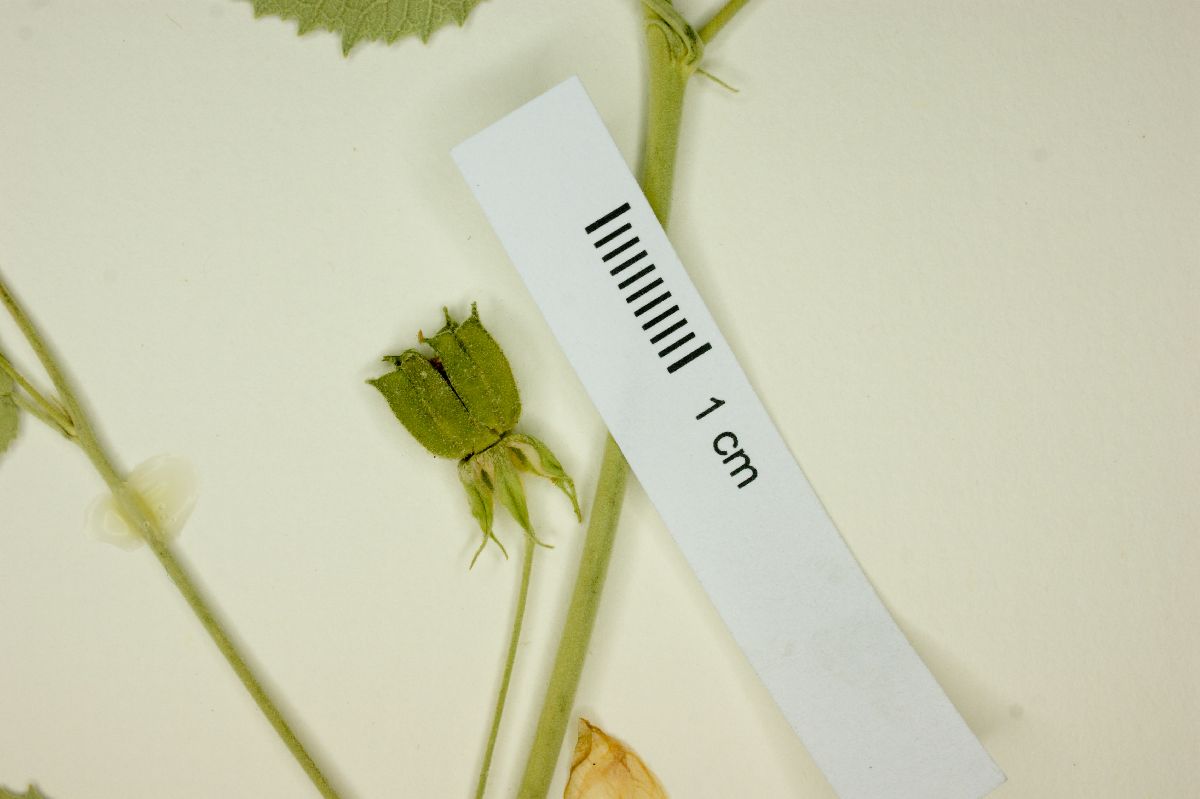 Abutilon coahuilae image