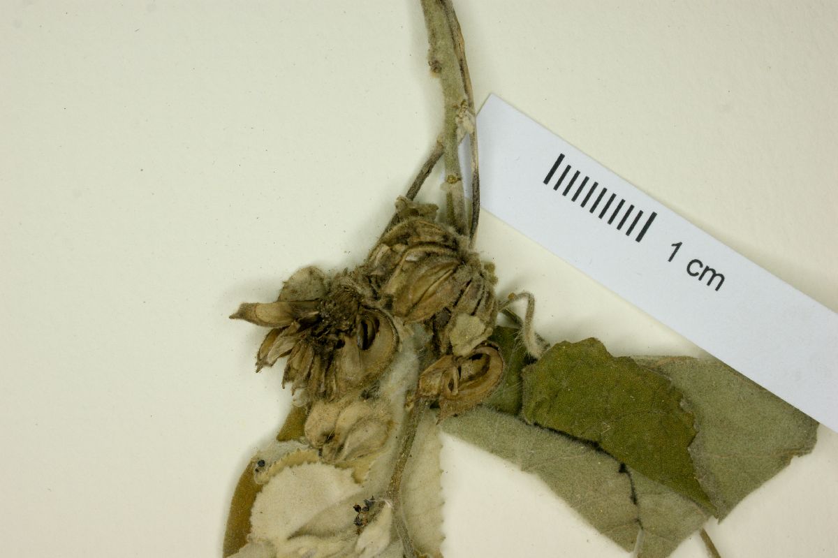 Abutilon glabriflorum image