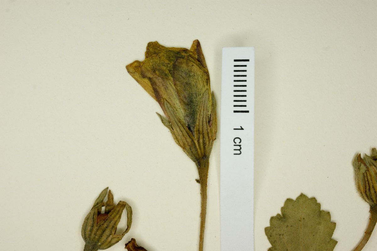 Cienfuegosia ulmifolia image