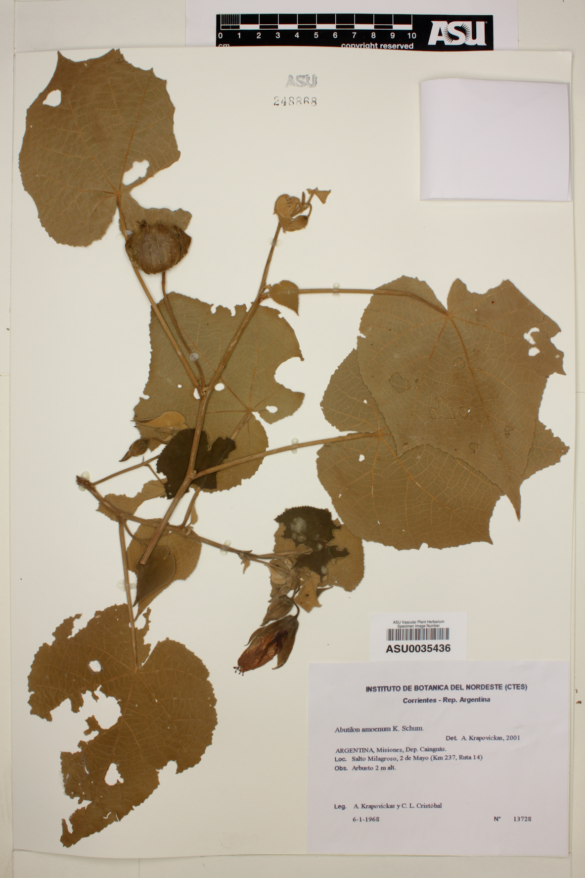 Abutilon amoenum image