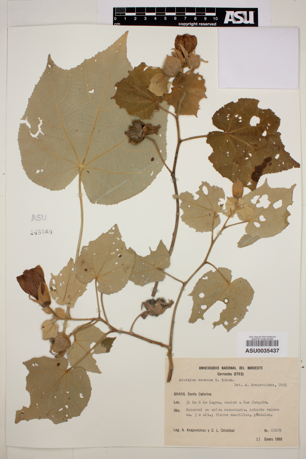 Abutilon amoenum image