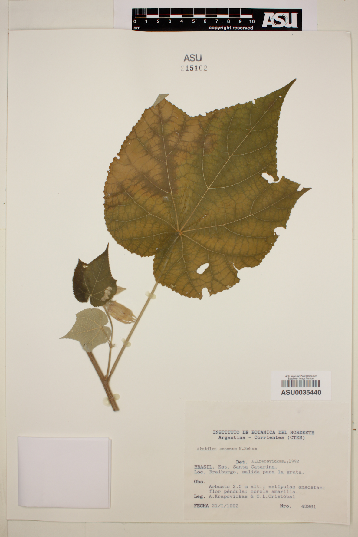 Abutilon amoenum image